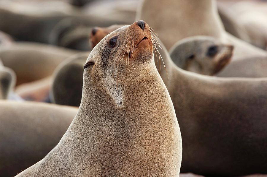 Cape Fur Seal Photograph by Steve Allen/science Photo Library