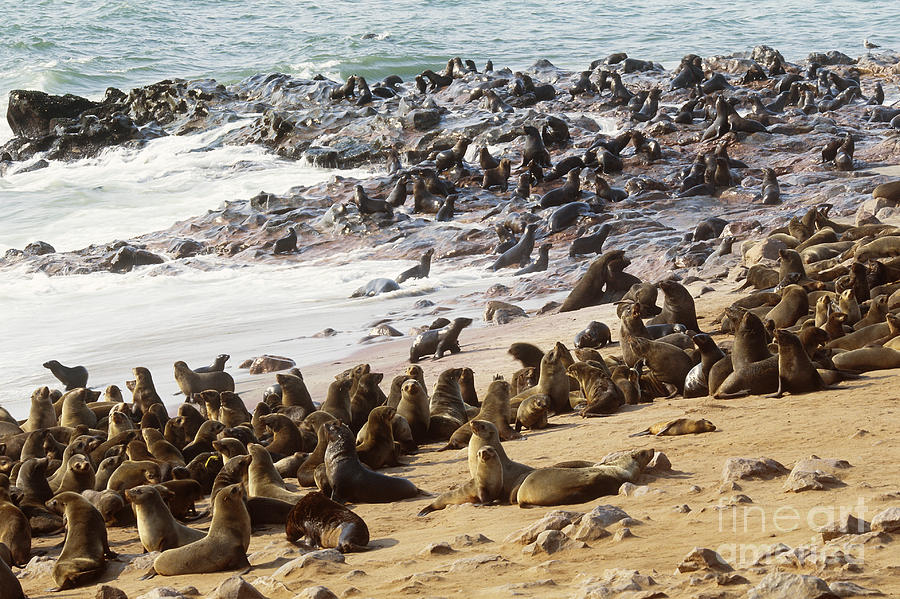 Cape Fur Seals Photograph by Art Wolfe