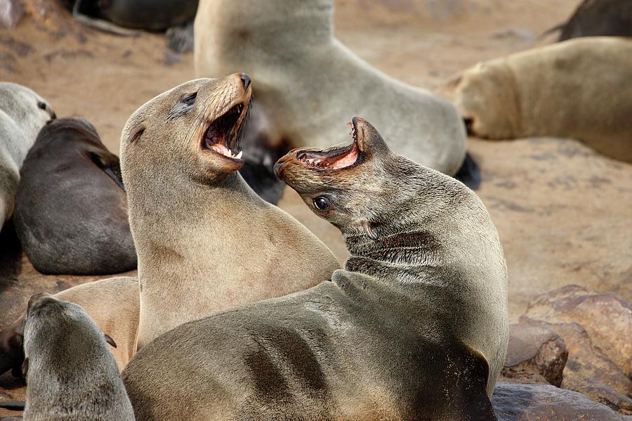 Cape Fur Seals Photograph by Steve Allen/science Photo Library