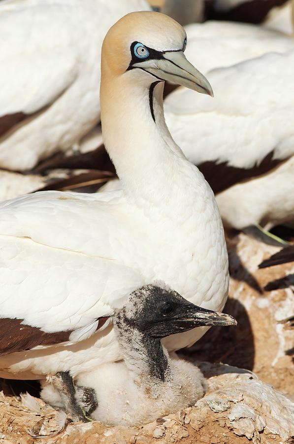 Nature Photograph - Cape Gannet And Chick by Peter Chadwick/science Photo Library