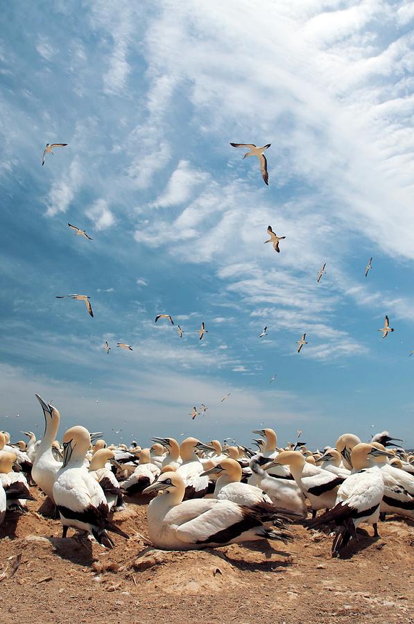 Bird Photograph - Cape Gannet Colony by Peter Chadwick/science Photo Library