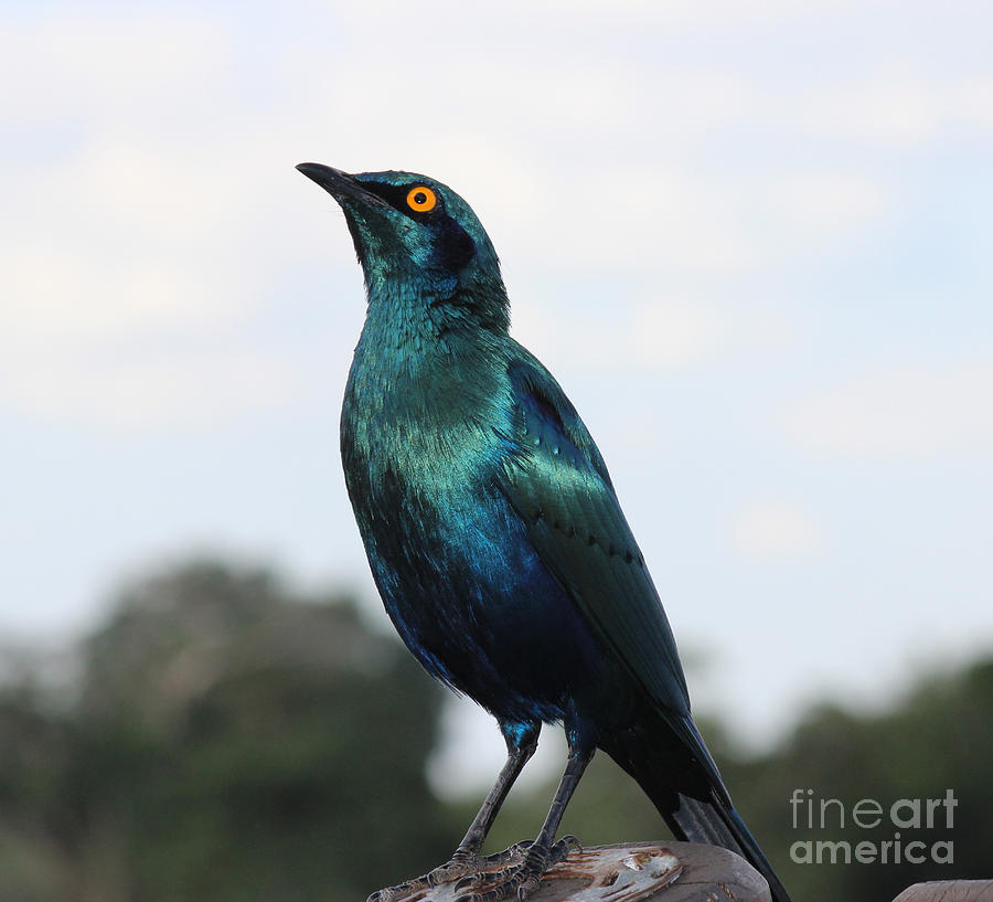 Cape Glossy Starling Photograph
