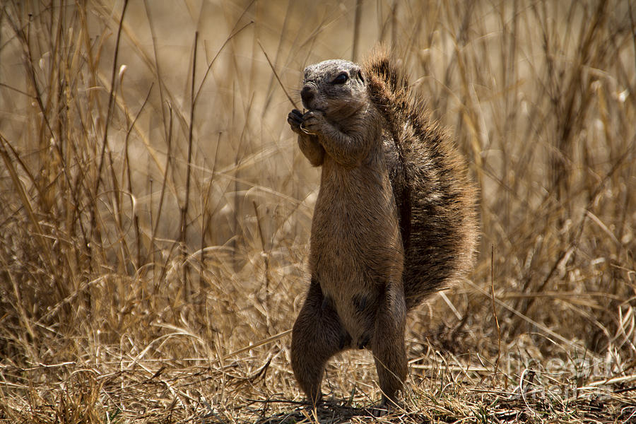 Cape Ground Squirrel-Africa Photograph by Douglas Barnard