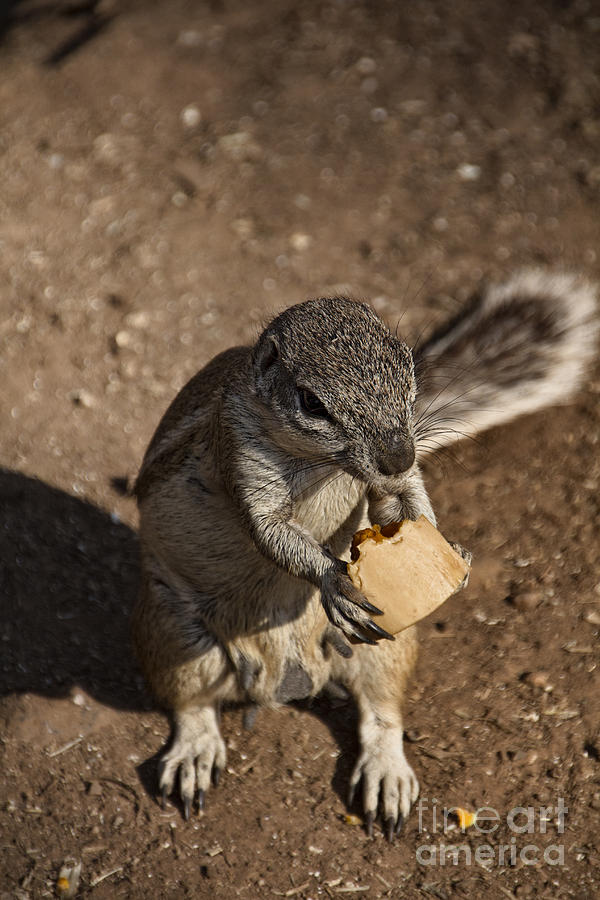Cape Ground Squirrel-Africa V3 Photograph by Douglas Barnard
