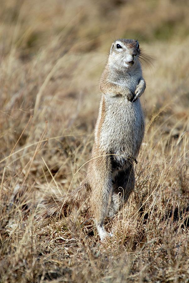 Cape Ground Squirrel Giving Alarm Call Photograph by Peter Chadwick ...