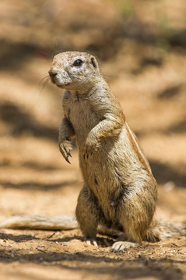 Cape ground squirrel Photograph by Science Photo Library