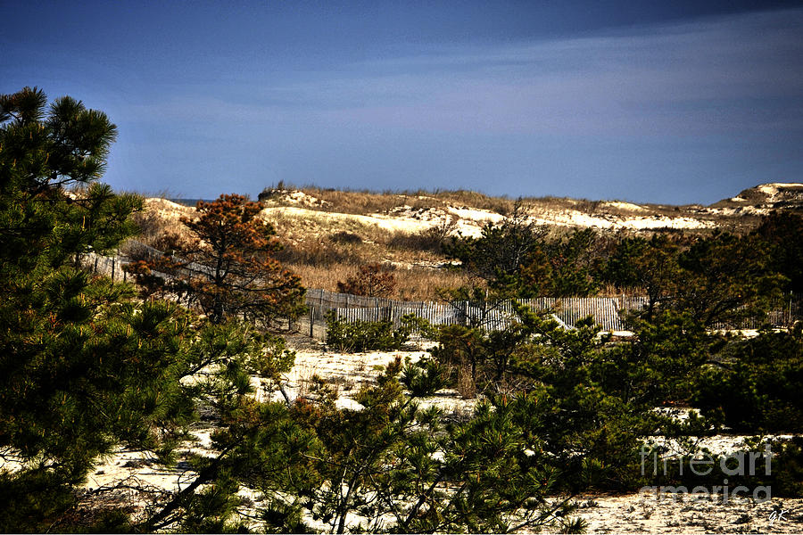 Cape Henlopen State Park  USA Photograph by Gerlinde Keating