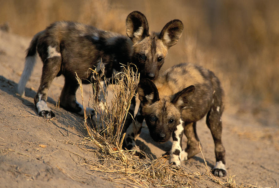 Cape Hunting Dog Pups Photograph by Nigel Dennis