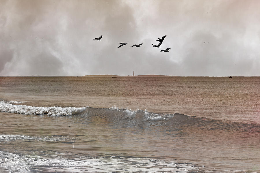 Pelican Photograph - Cape Lookout Pelicans by Betsy Knapp