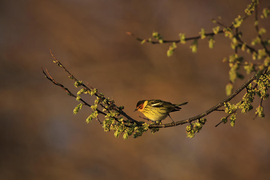 Warbler Photograph - Cape May Warbler 2 by Gary Hall