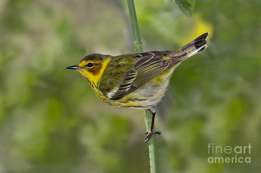 Warbler Photograph - Cape May Warbler by Anthony Mercieca