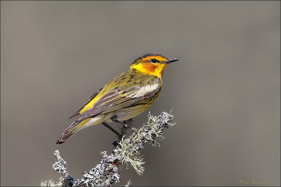Cape May Warbler Photograph by Daniel Behm