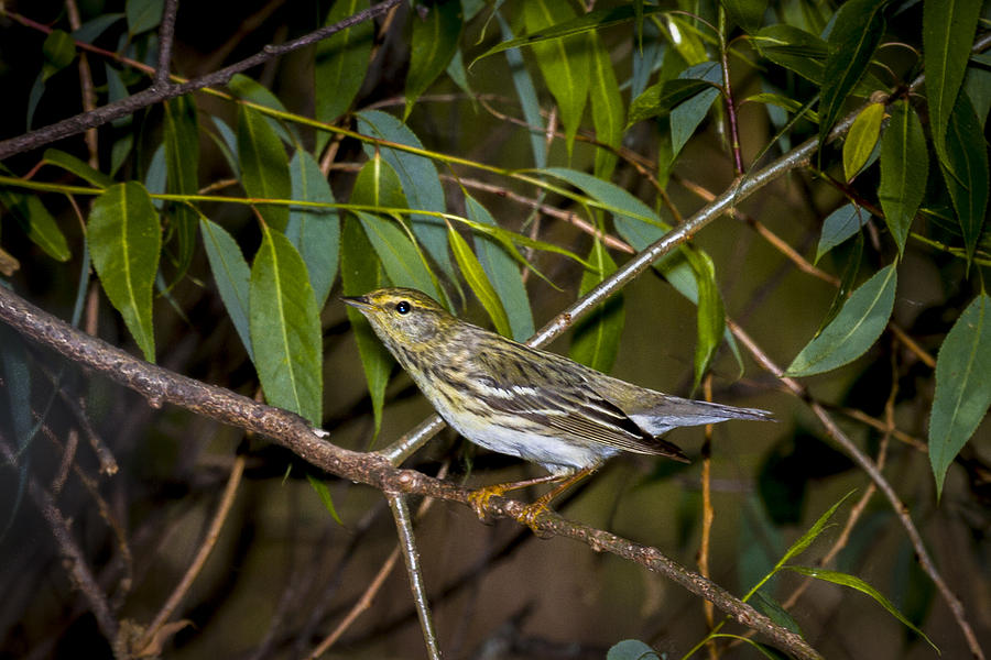 Bird Photograph - Cape May Warbler by Jack R Perry