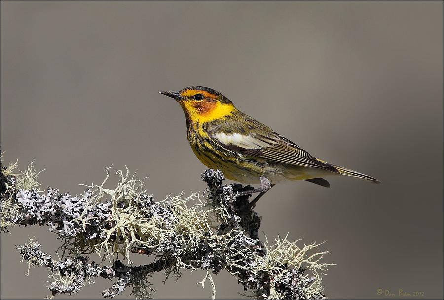 Warbler Photograph - Cape May Warbler on Lichens by Daniel Behm
