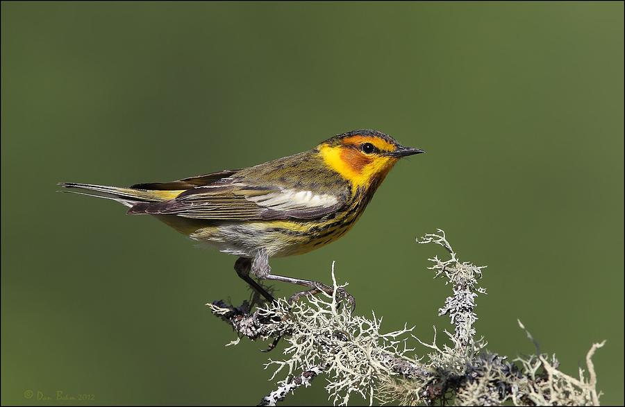 Cape May Warbler profile Photograph by Daniel Behm