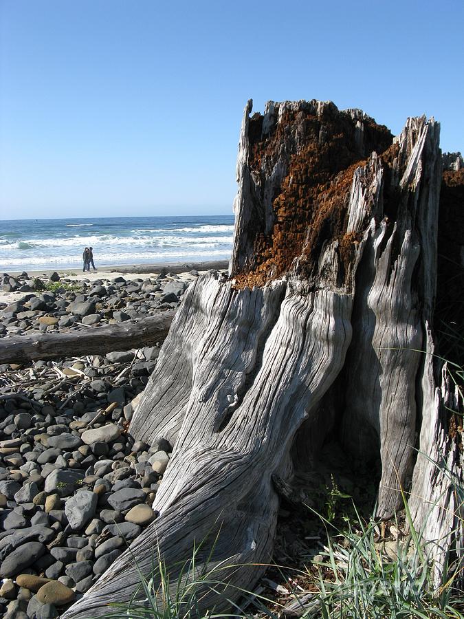 Nature Photograph - Cape Meares Stump by DDs Outdoors