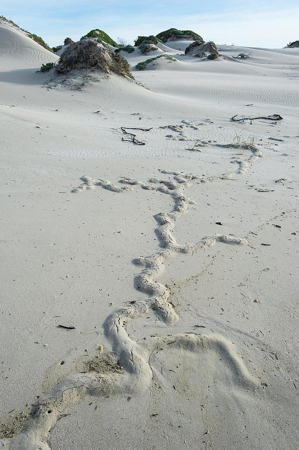 Nature Photograph - Cape Mole-rat Burrowing On Sandy Beach by Peter Chadwick