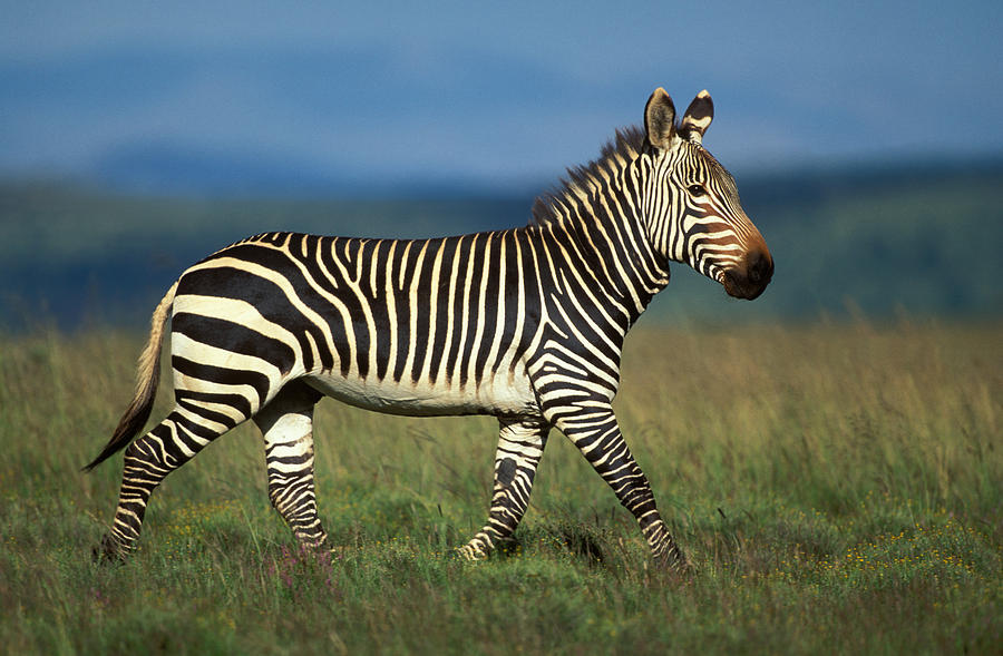Cape Mountain Zebra Photograph by Nigel Dennis