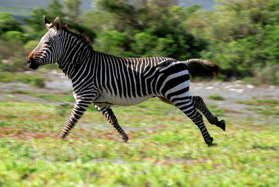 webkinz endangered cape mountain zebra