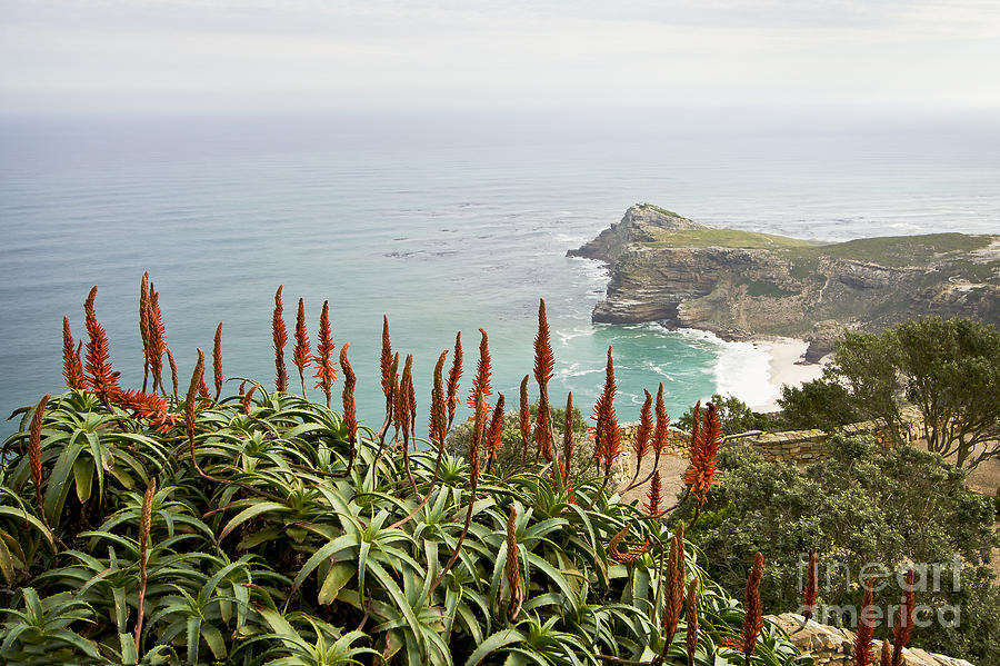 Landscape Photograph - Cape of Good Hope by Dennis Hedberg