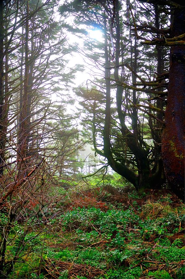 Cape Perpetua Trees 21299 Photograph by Jerry Sodorff