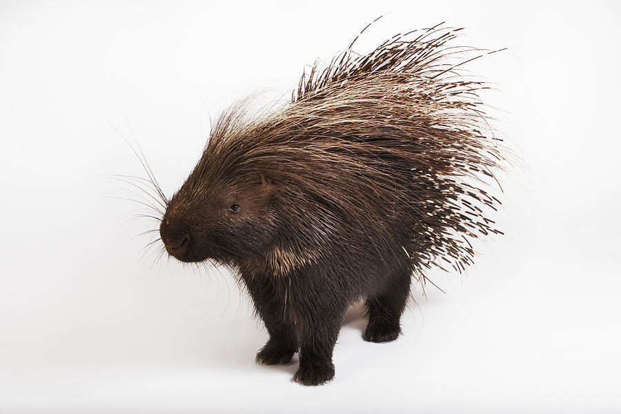 Cape porcupine (Hystrix africaeaustralis) against white background Photograph by Martin Harvey