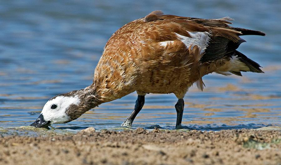 Cape Shelduck Foraging For Food Photograph by Tony Camacho/science Photo Library