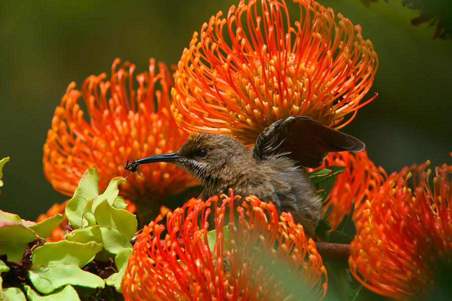 Cape Sugarbird Catching Bee Photograph by Bruce J Robinson