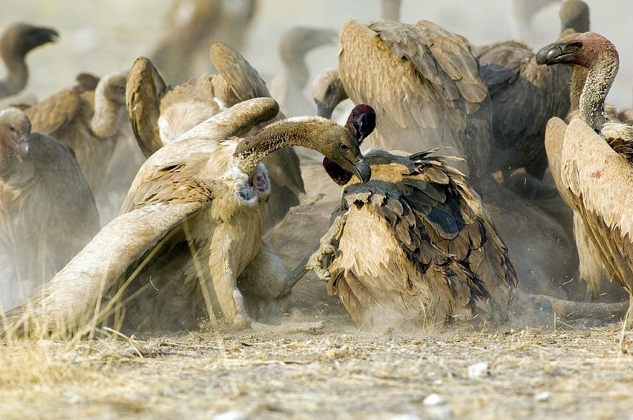 Vulture Photograph - Cape Vultures by Tony Camacho/science Photo Library
