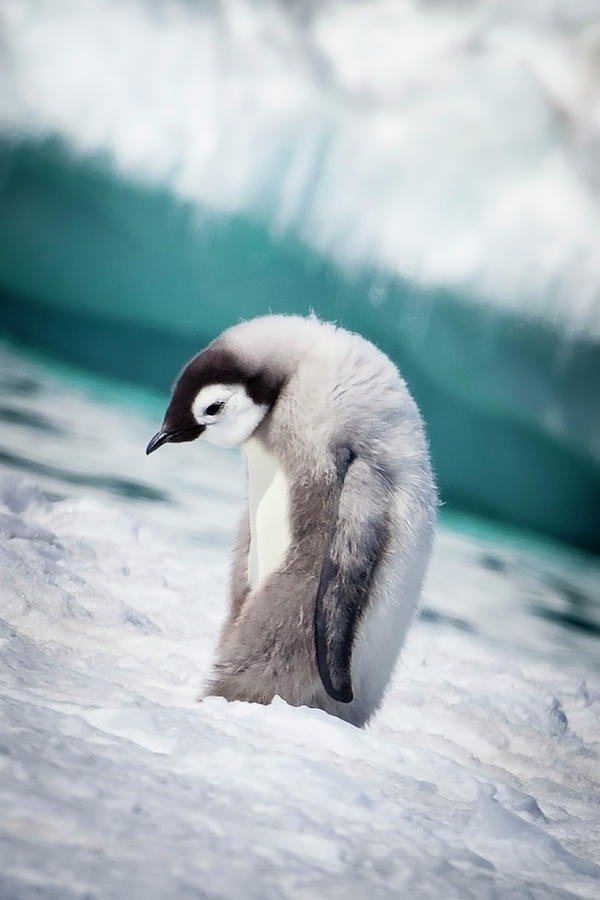 Cape Washington, Antarctica, Emperor Photograph by Janet Muir - Fine ...