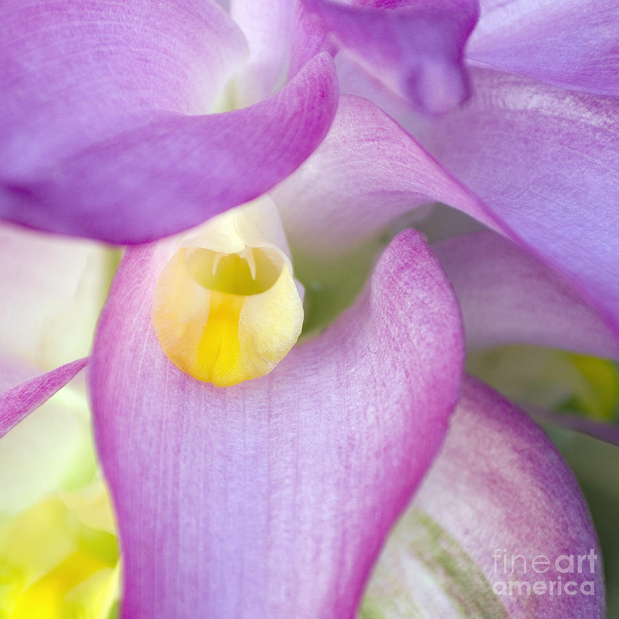 Cape York Lily - detail Photograph by Kerryn Madsen-Pietsch