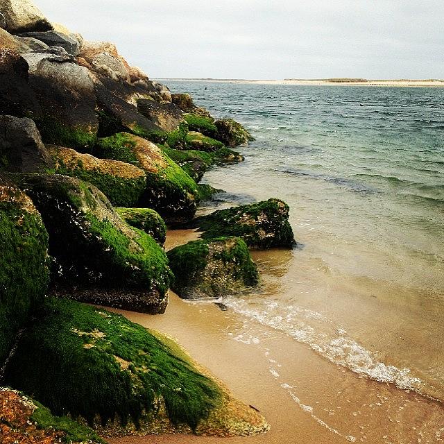 Beach Photograph - #capecod #thecape #beach #moss #rocks by Kristine Dunn