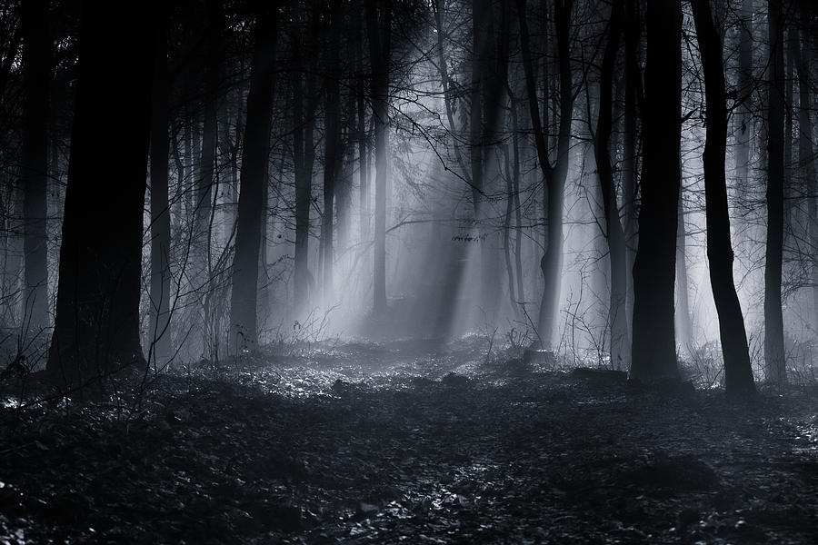 Black And White Photograph - Capela Forest by Julien Oncete