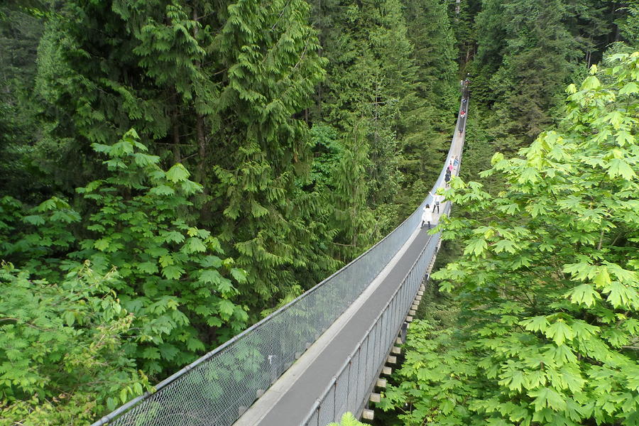 Capilano Bridge Photograph by Mariela Conejero - Fine Art America