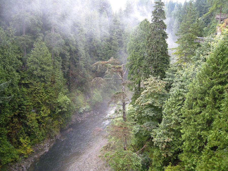 Capilano Forest Photograph by Elizabeth-Anne King | Pixels