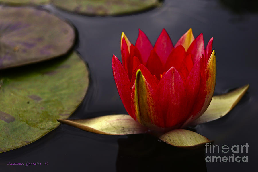 Flowers Still Life Photograph - Capistrano Water Lilly by Lawrence Costales