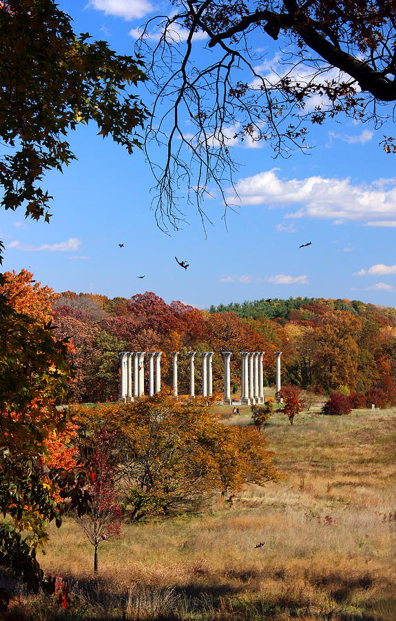 Fall Photograph - Capitol Columns0587 by Carolyn Stagger Cokley