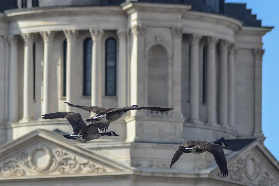 Capitol Dome Geese Photograph by Greni Graph