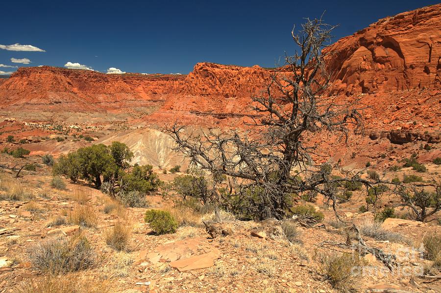 Capitol Reef National Park Photograph - Capitol Reef Cliffs by Adam Jewell