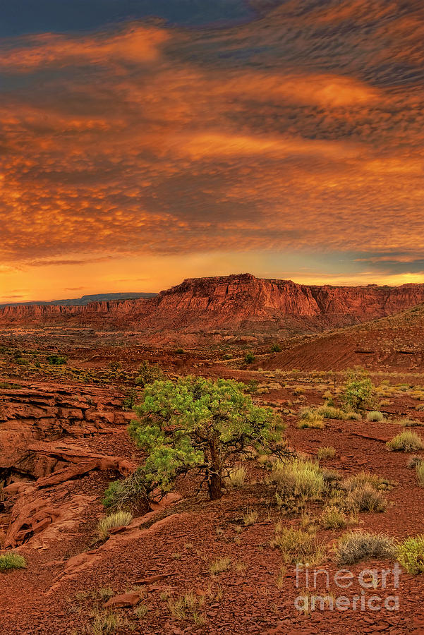 Capitol Reef National Park Utah  Photograph by Dave Welling