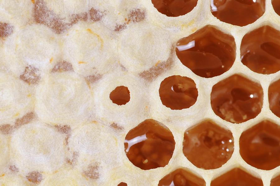 Agriculture Photograph - Capped honeycomb by Science Photo Library