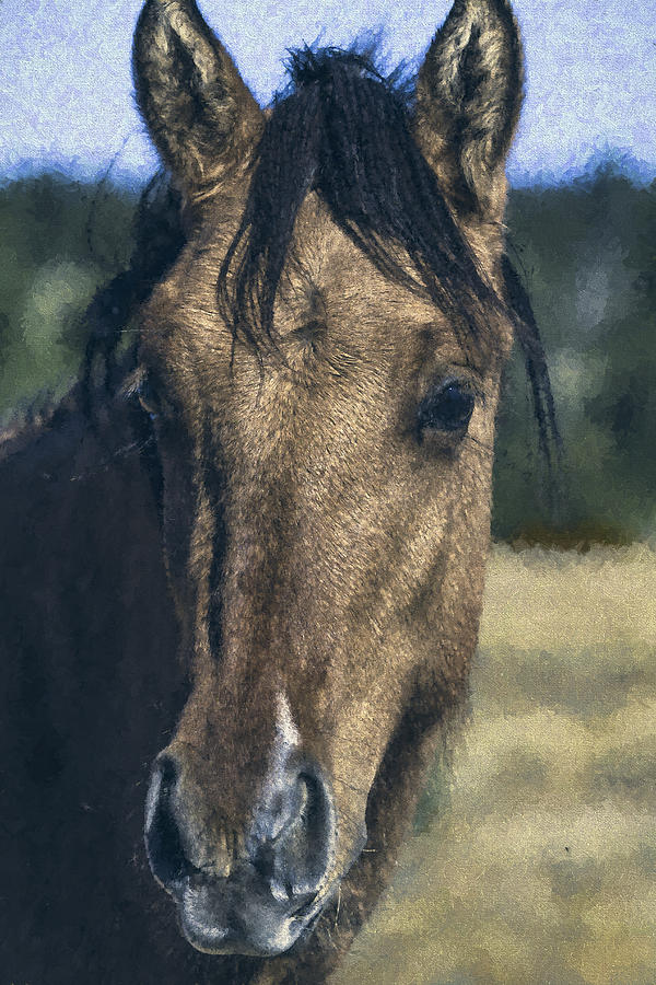 Young Running Horse with Winter Coat Photograph by Belinda Greb