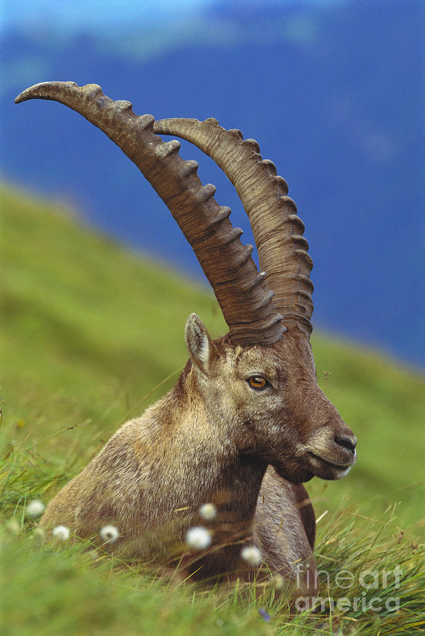 Capra Ibex Photograph by Art Wolfe