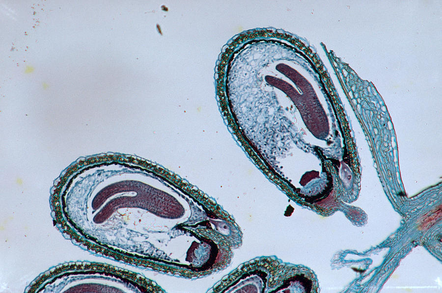 Capsella Bursa-pastoris Photograph by Biology Pics