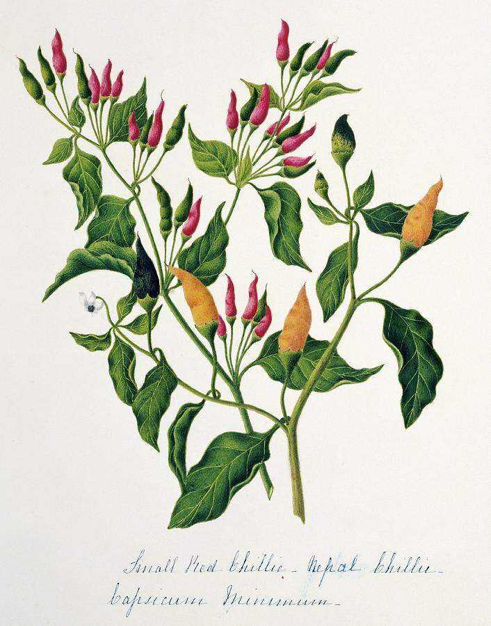 Capsicum Minimum Chillies Photograph by Natural History Museum, London/science Photo Library