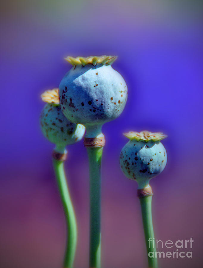 Capsules of Poppy  Photograph by Savannah Gibbs