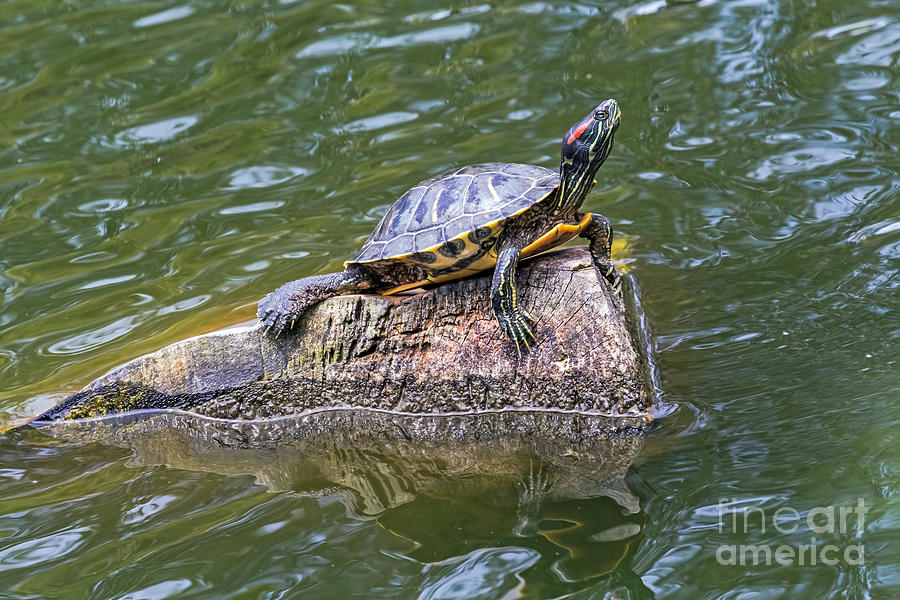 Captain Turtle Photograph by Kate Brown