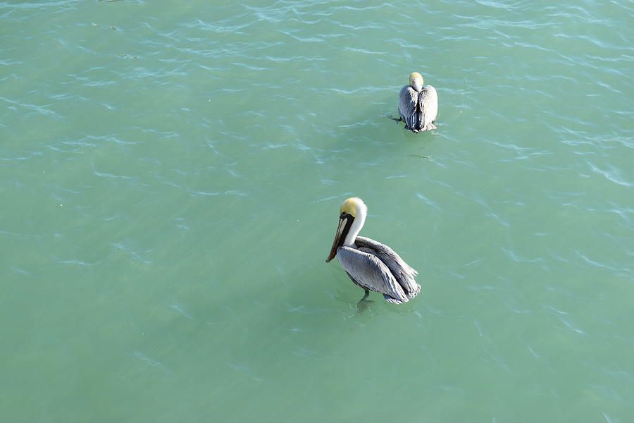 Captiva Pelicans Photograph by Curtis Krusie