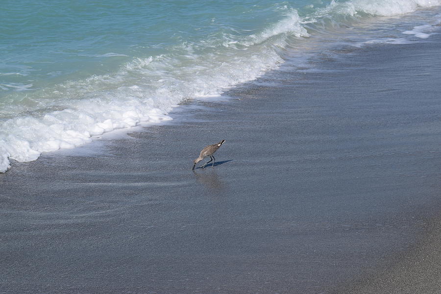 Captiva Sandpiper Photograph by Curtis Krusie