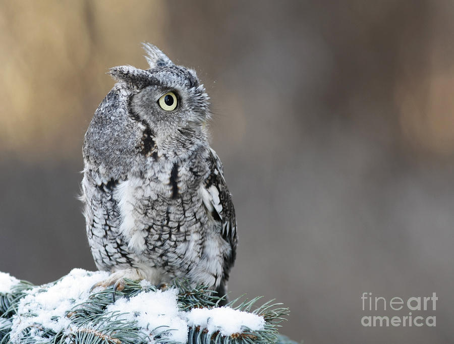 smoker owl snow brush, nature